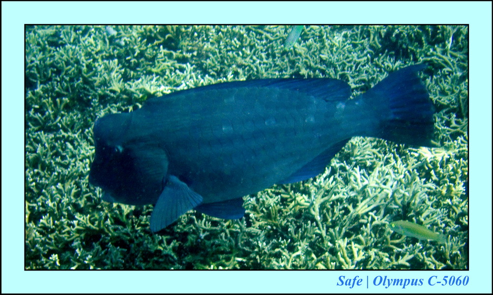 2008 - 07 - Redang - 024